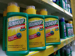 roundup transorb